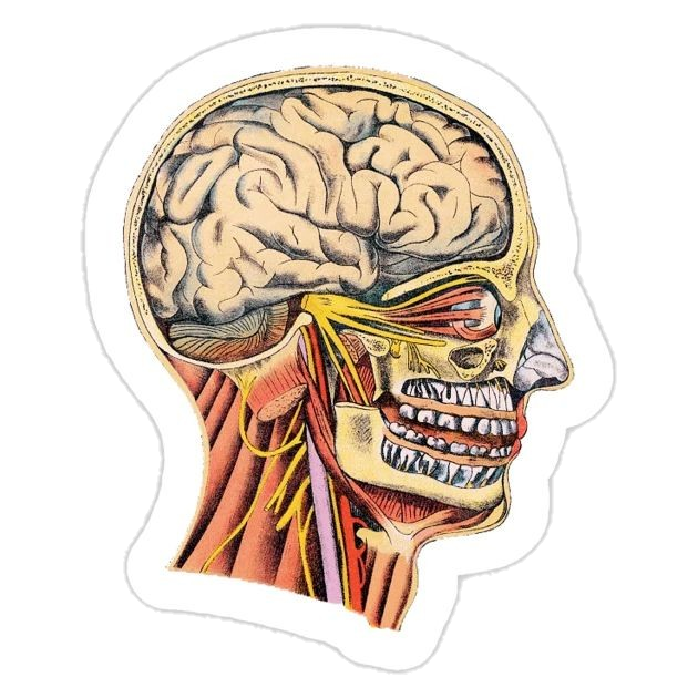 Majors stickers E51