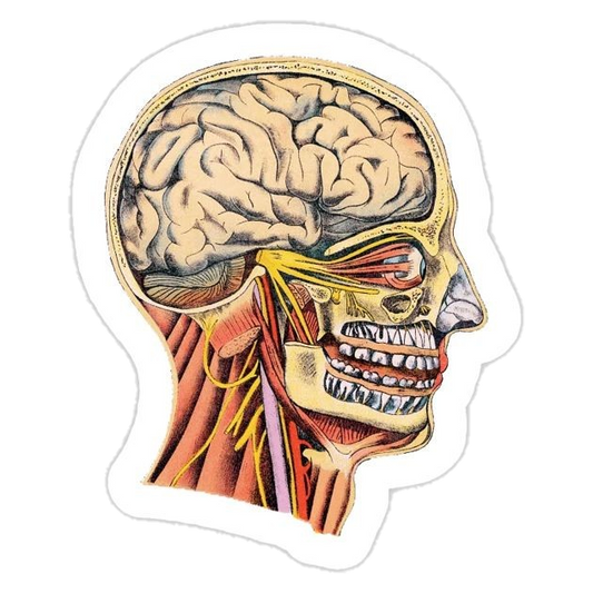 Majors stickers E51